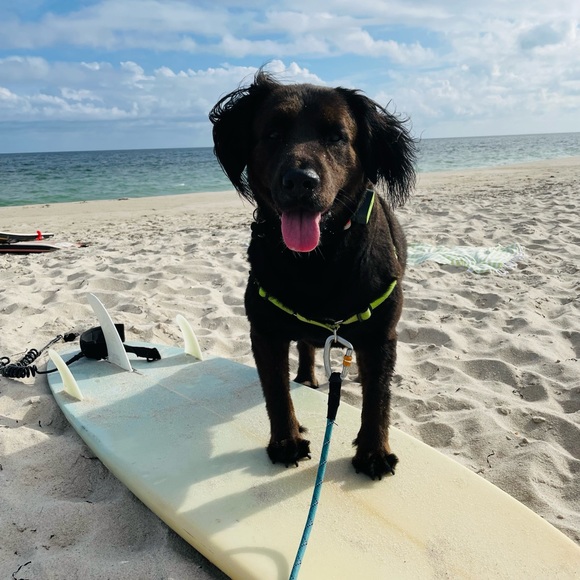 🎀Meet Maisy🌸Your Posher🎀 - Picture 5 of 10